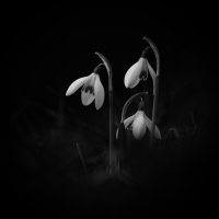 Pixelfed profile picture for @Sab