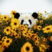 Pixelfed profile picture for @Sunflower