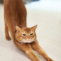 Pixelfed profile picture for @flos