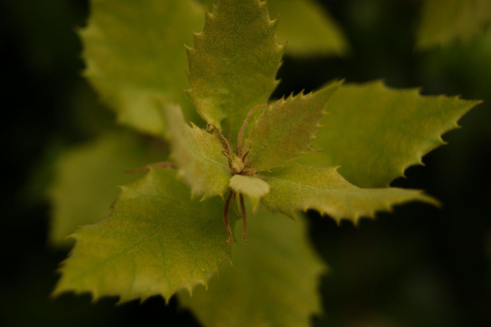 Un bourgeon juste éclôt et dont sortent de petite feuilles vertes.