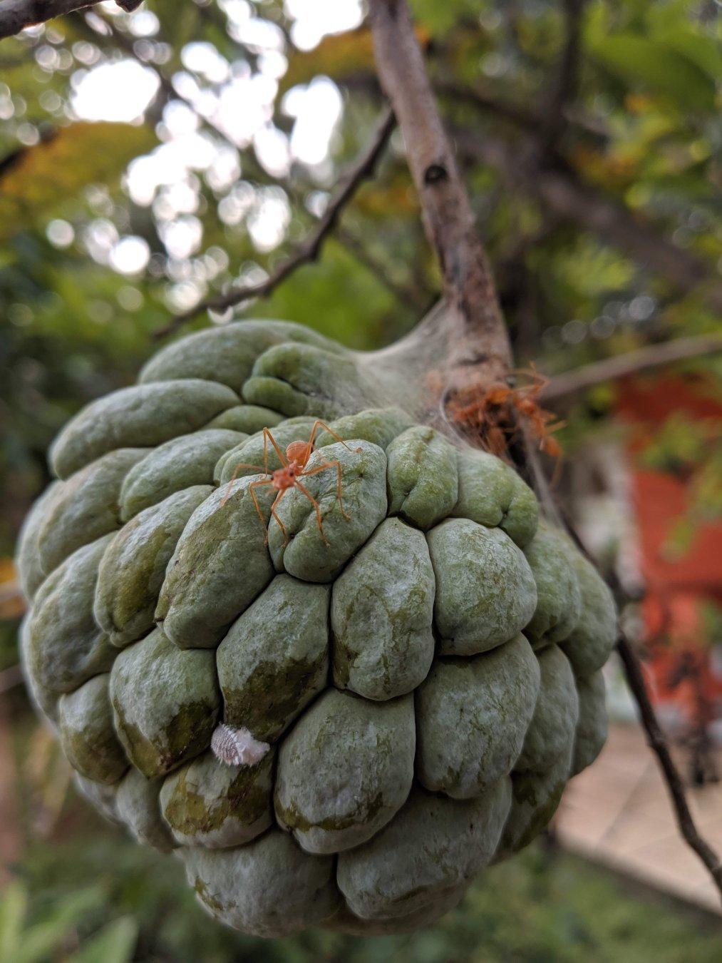 custard apple