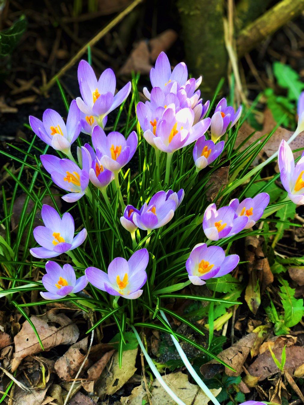 purple flowers