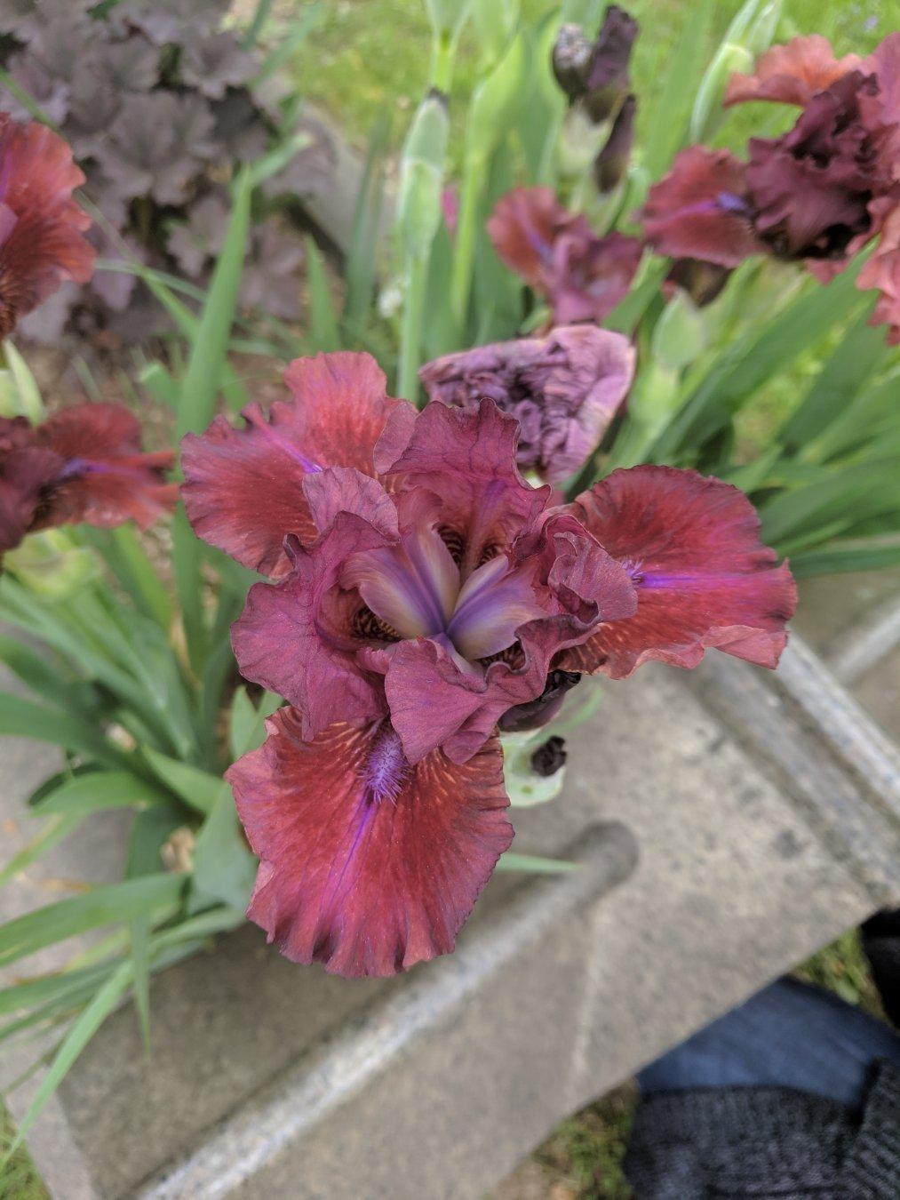 Closeup of a red-ish flower growing on a grave. Possibly an iris?