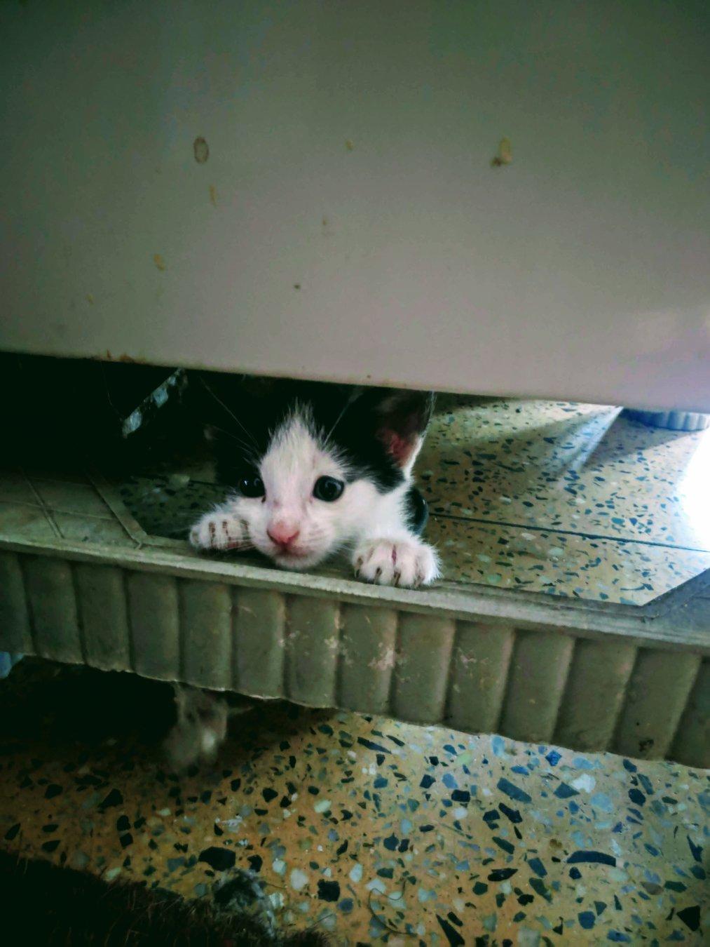 kitten under the fridge