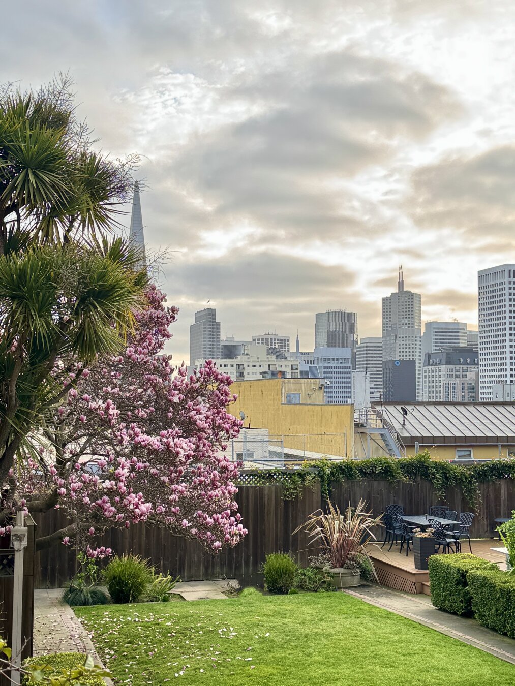 Early morning view of the San Francisco skyline taken from the west on Nob Hill. At the left of the photo is a blooming magnolia entry over a lawn.