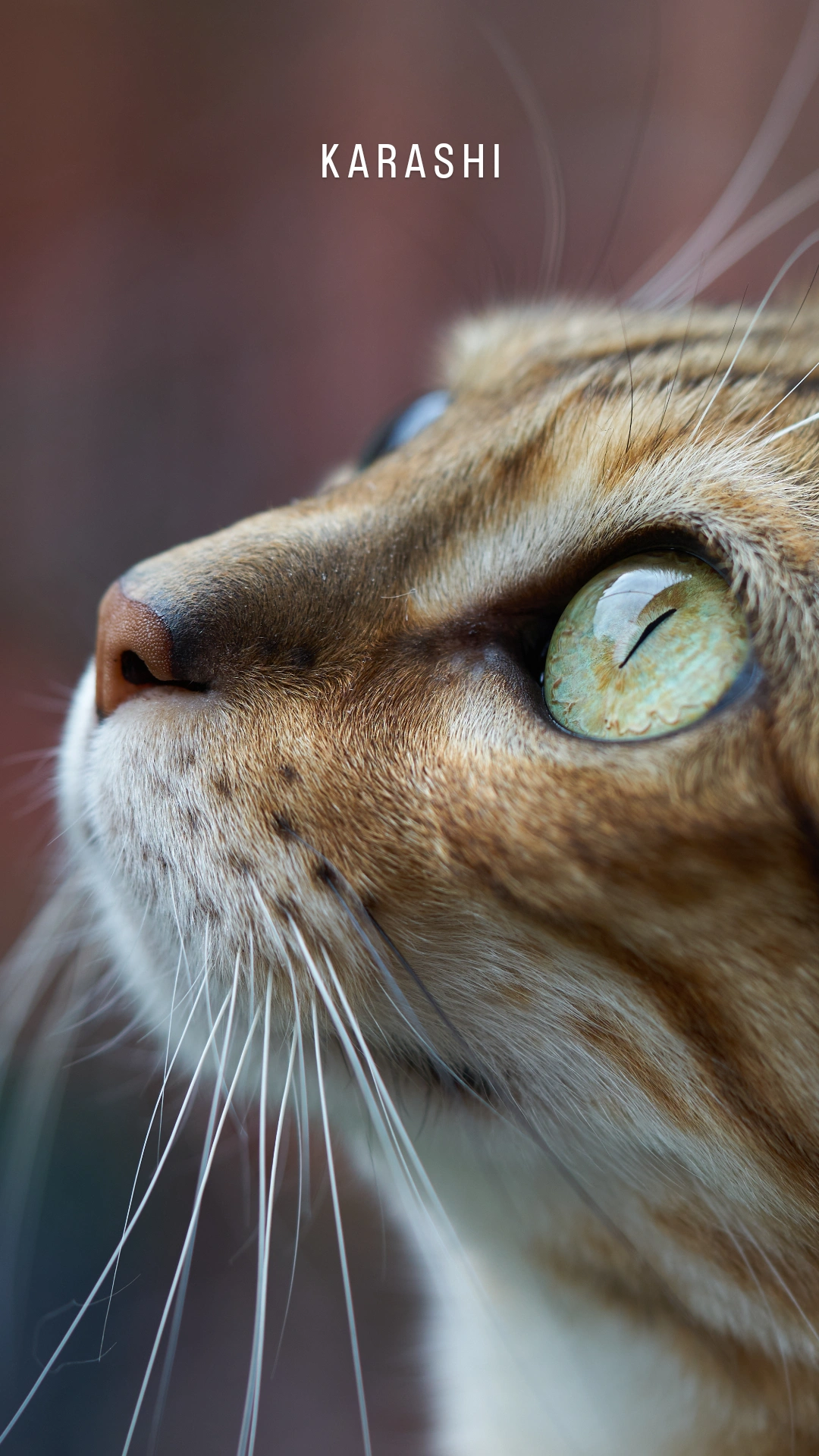 Closeup of a Bengal cat named Karashi