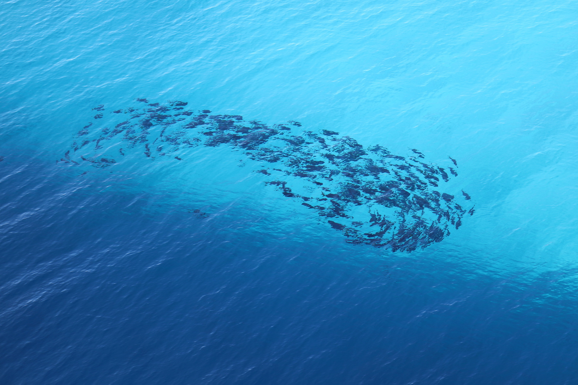 A school of yellowfin tuna swimming along the edge of the ship's shadow.