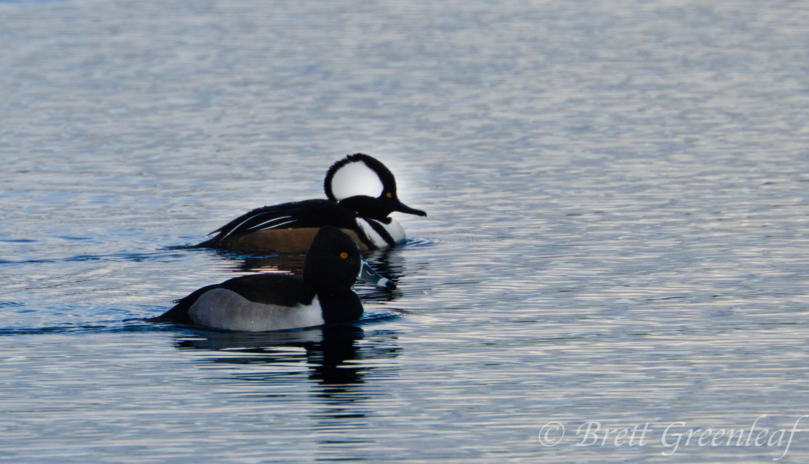 Two ducks in the water - the duck in the back has a large black-and-white head and a yellow eye, the black continues on its back, and its bottom is brown.  The duck in the foreground is gray/silver on the bottom, and darker on the top.  The dark continues on its chest and head, with a red eye.  The bill is dark with a white band hear the tip, with the tip being black.