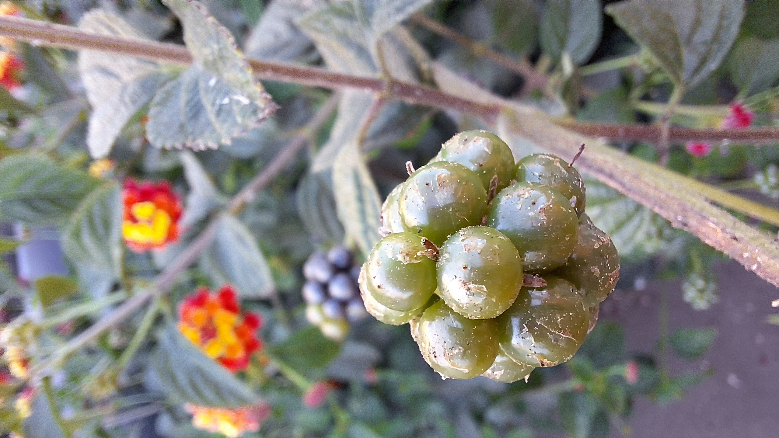bunch of green berries, in the background are the leaves and flowers of the bush