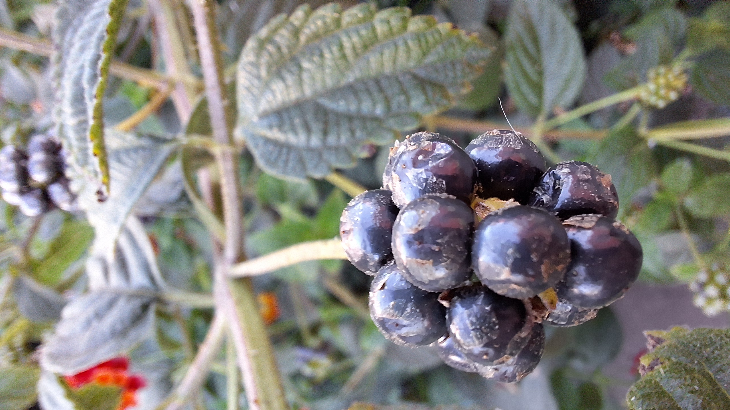 cluster of ripe black berries, in the background are the leaves and flowers of the bush
