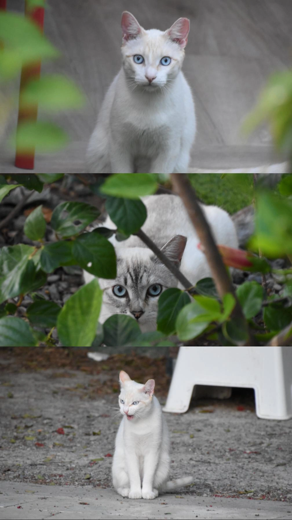Three white cats with bright light blue eyes, partially shrouded in green foliage.
