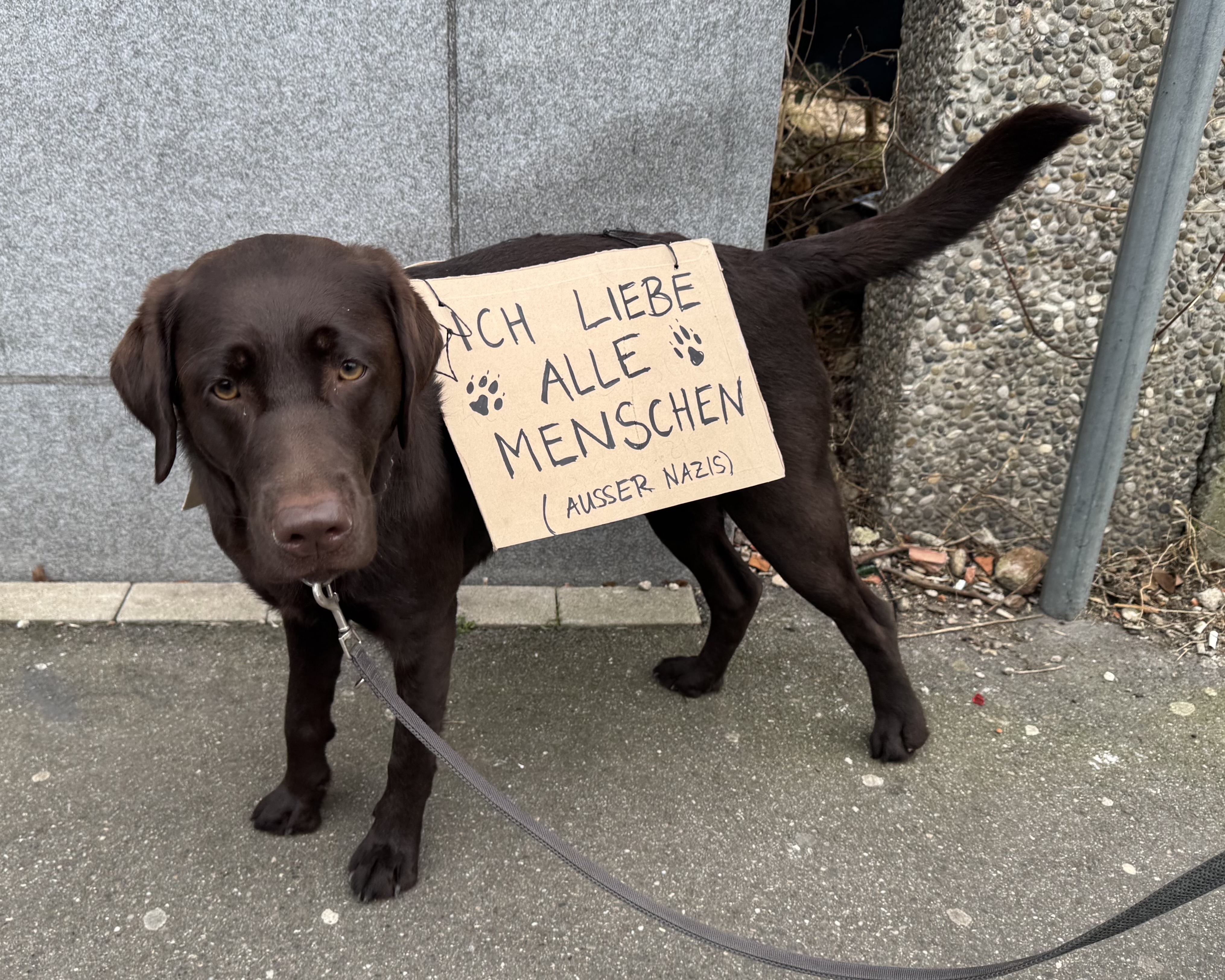 Brauner Labrador, der ein selbstgemachtes Schild aus Pappe trägt. Auf dem Schild steht handgeschrieben: „Ich liebe alle Menschen (außer Nazis)“ mit zwei kleinen Pfotenabdrücken als Dekoration. Der Hund schaut leicht traurig oder müde in die Kamera, während er an einer Leine gehalten wird. Der Hintergrund besteht aus einer grauen Steinwand und einem Gehweg.