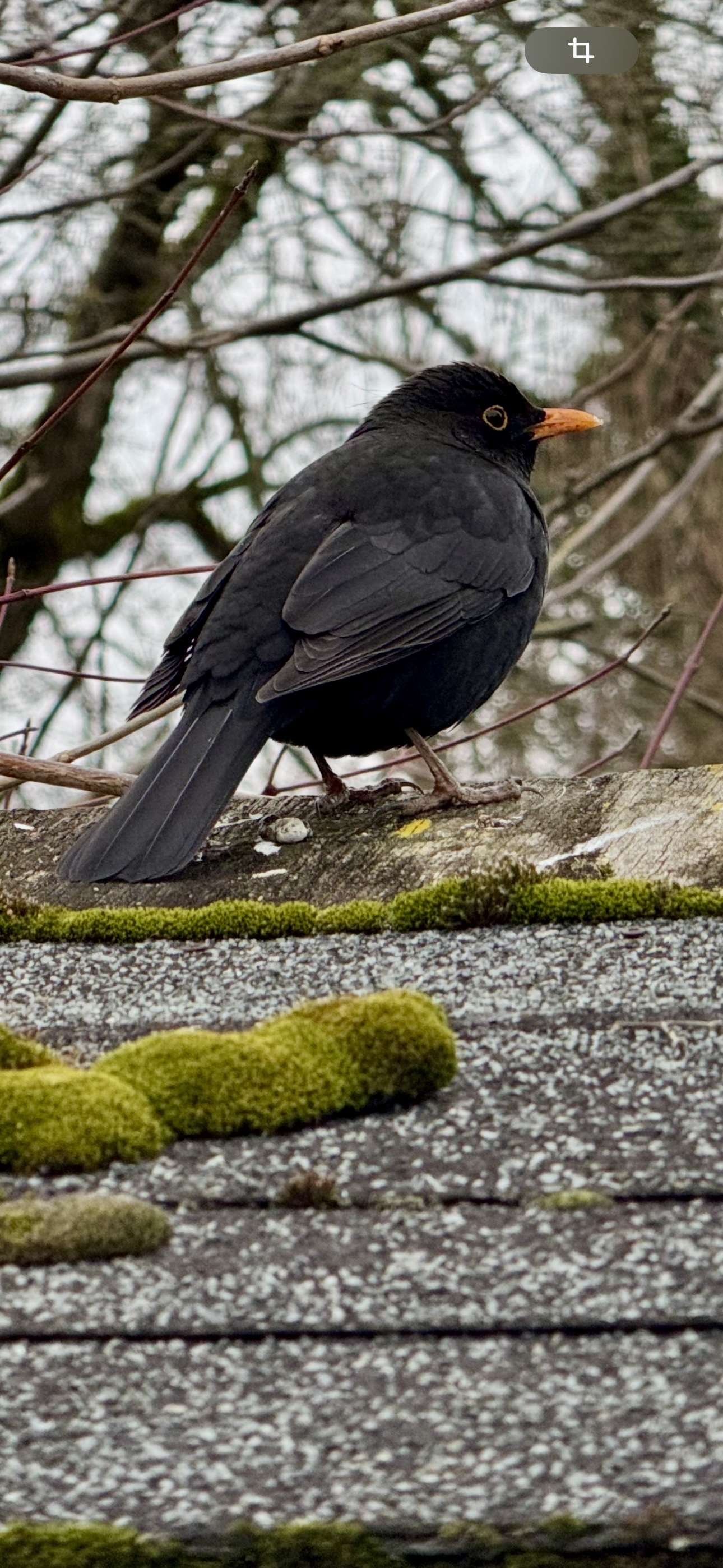 Blackbird on a roof