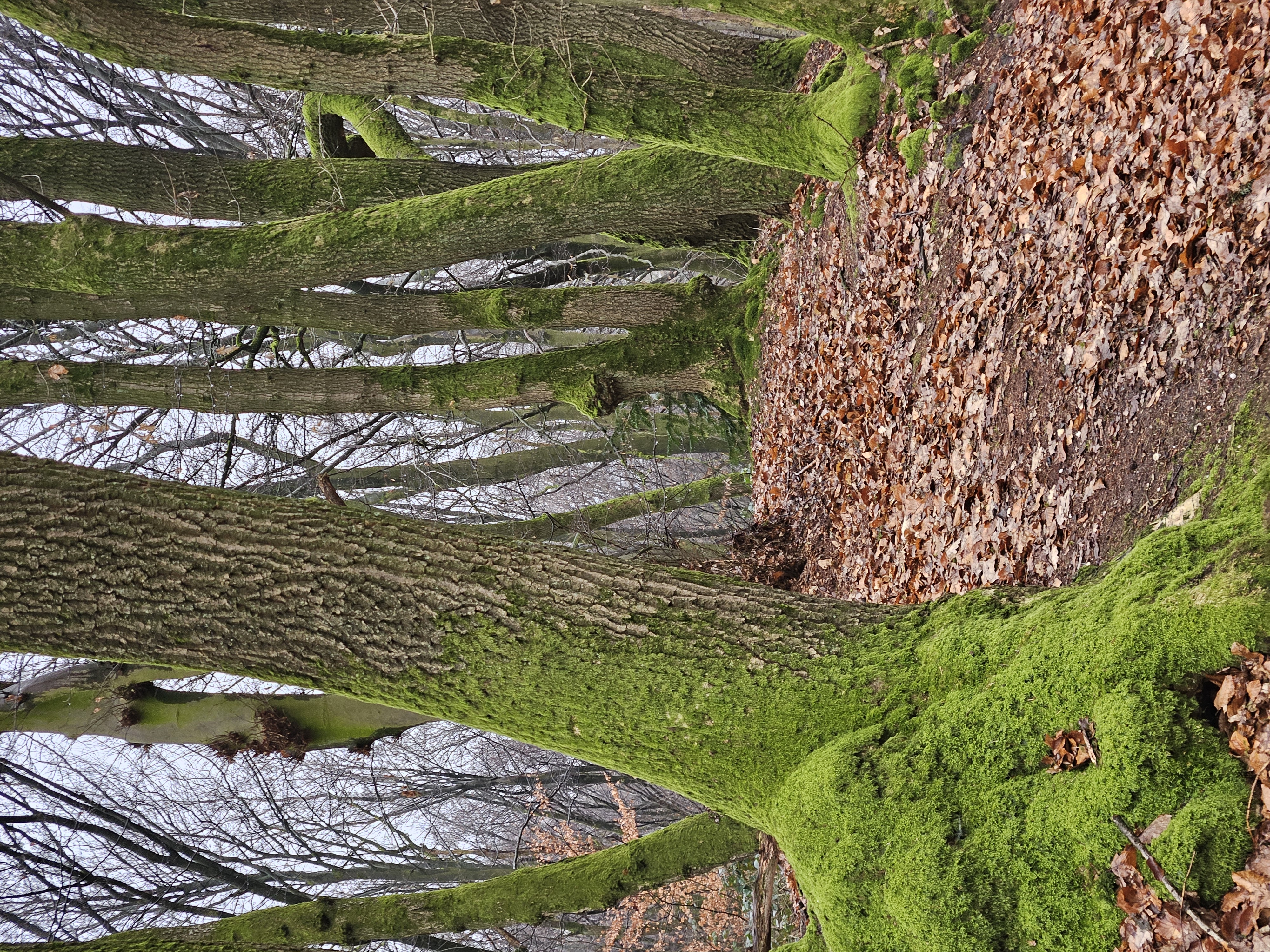 Oak woodland with moss on the trunks.
