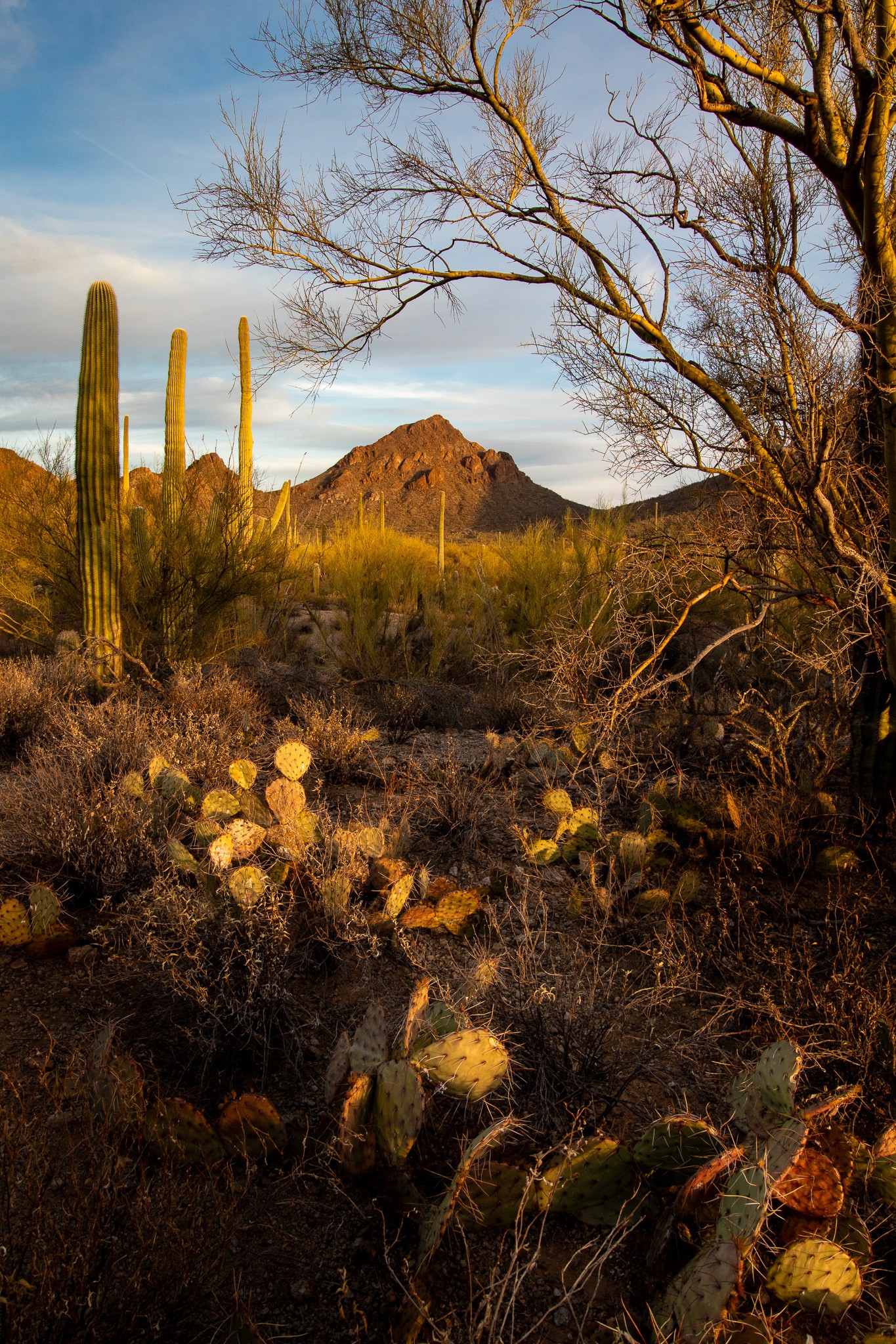 Desert scene with many types of cactus leading to a mountain in the background.