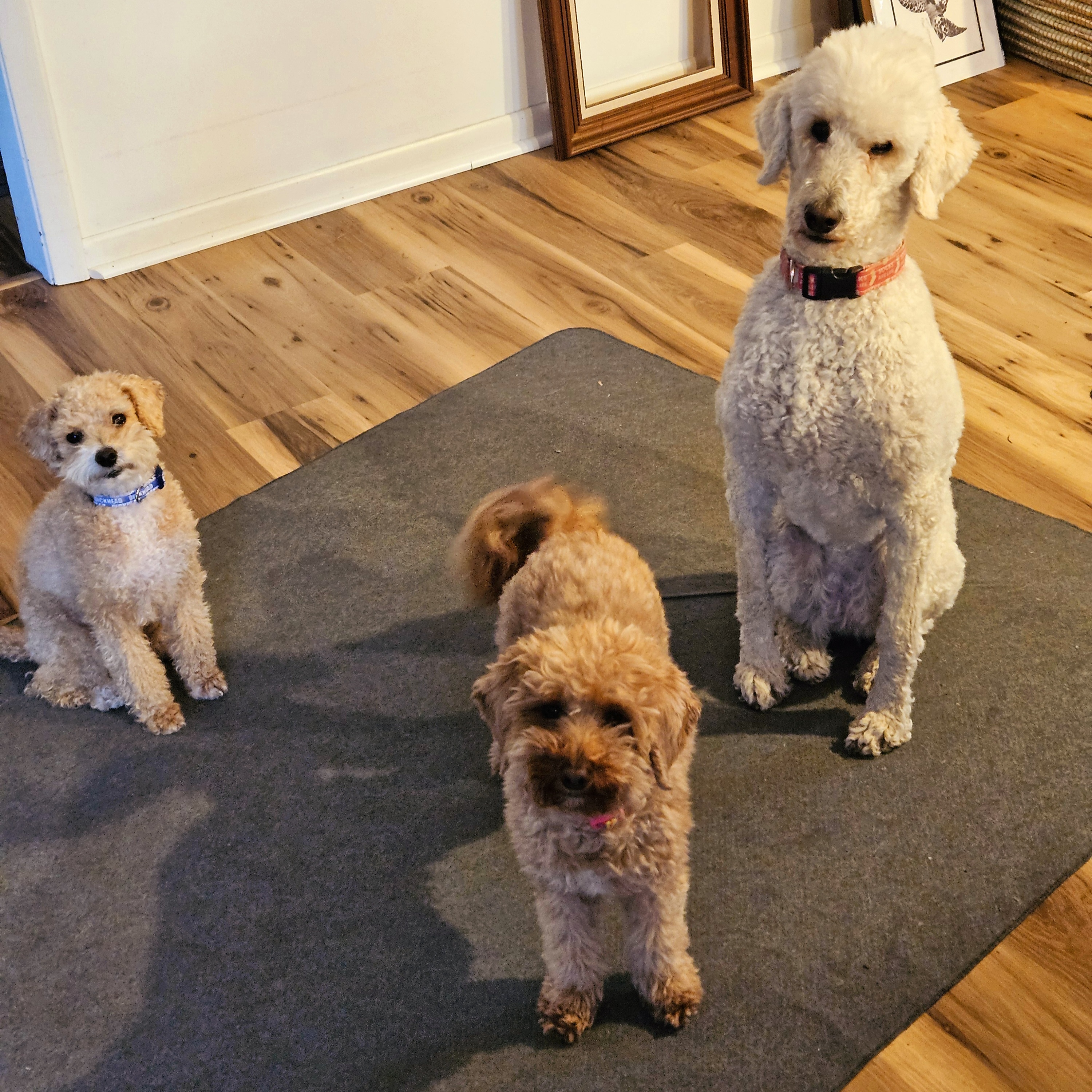 3 dogs on the floor. One toy poodle and one standard sitting very straight looking at camera, and one scruffly little doodle standing between them.