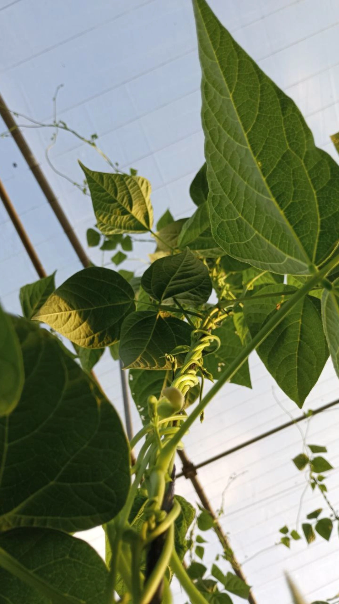 Judías trepadoras vistas desde abajo