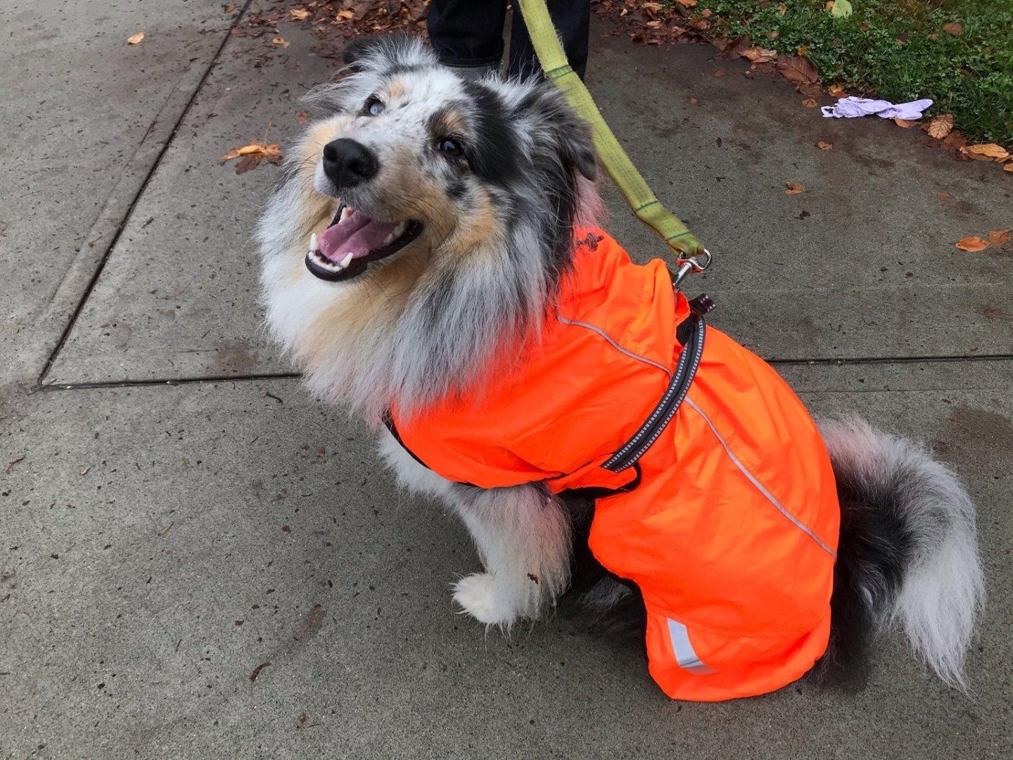 sheltie raincoat