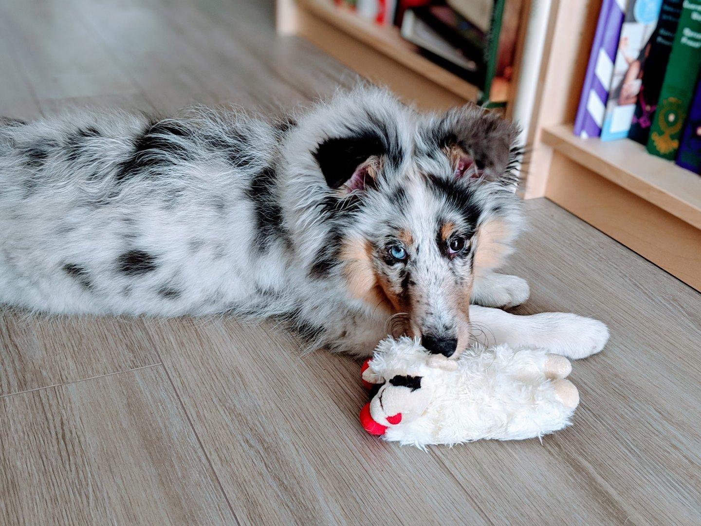 blue merle sheltie stuffed animal