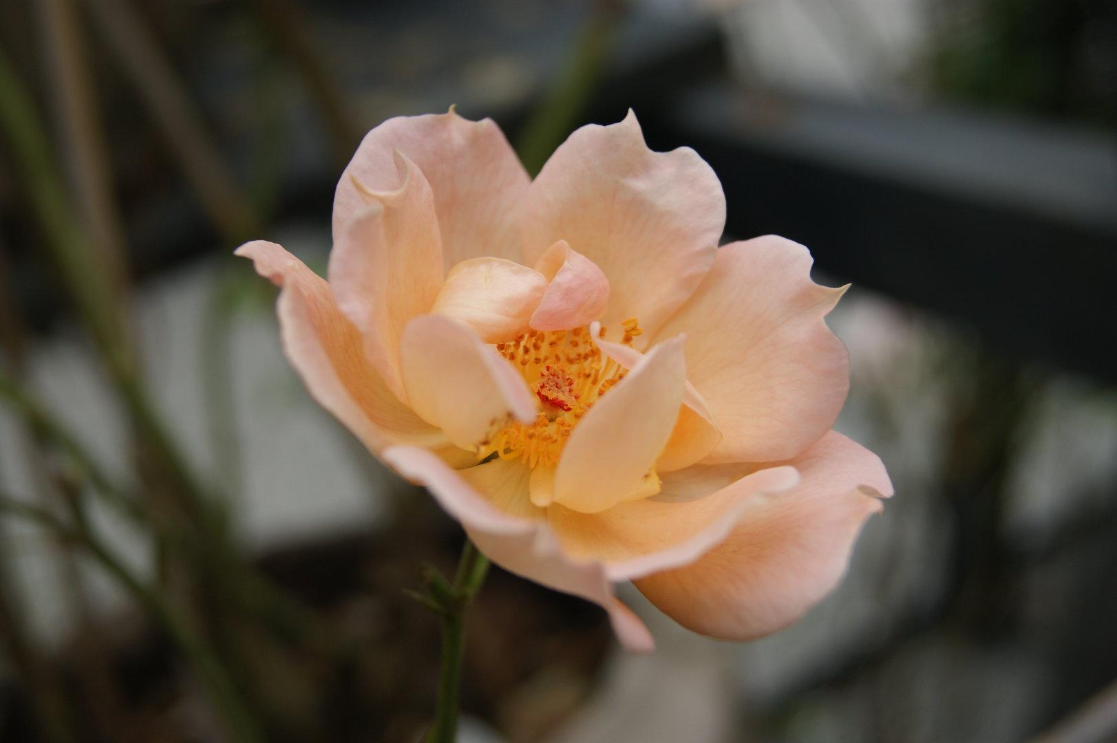 Une rose couleur beige, tendant légèrement vers le orange. La mise au point est faite sur son cœur.