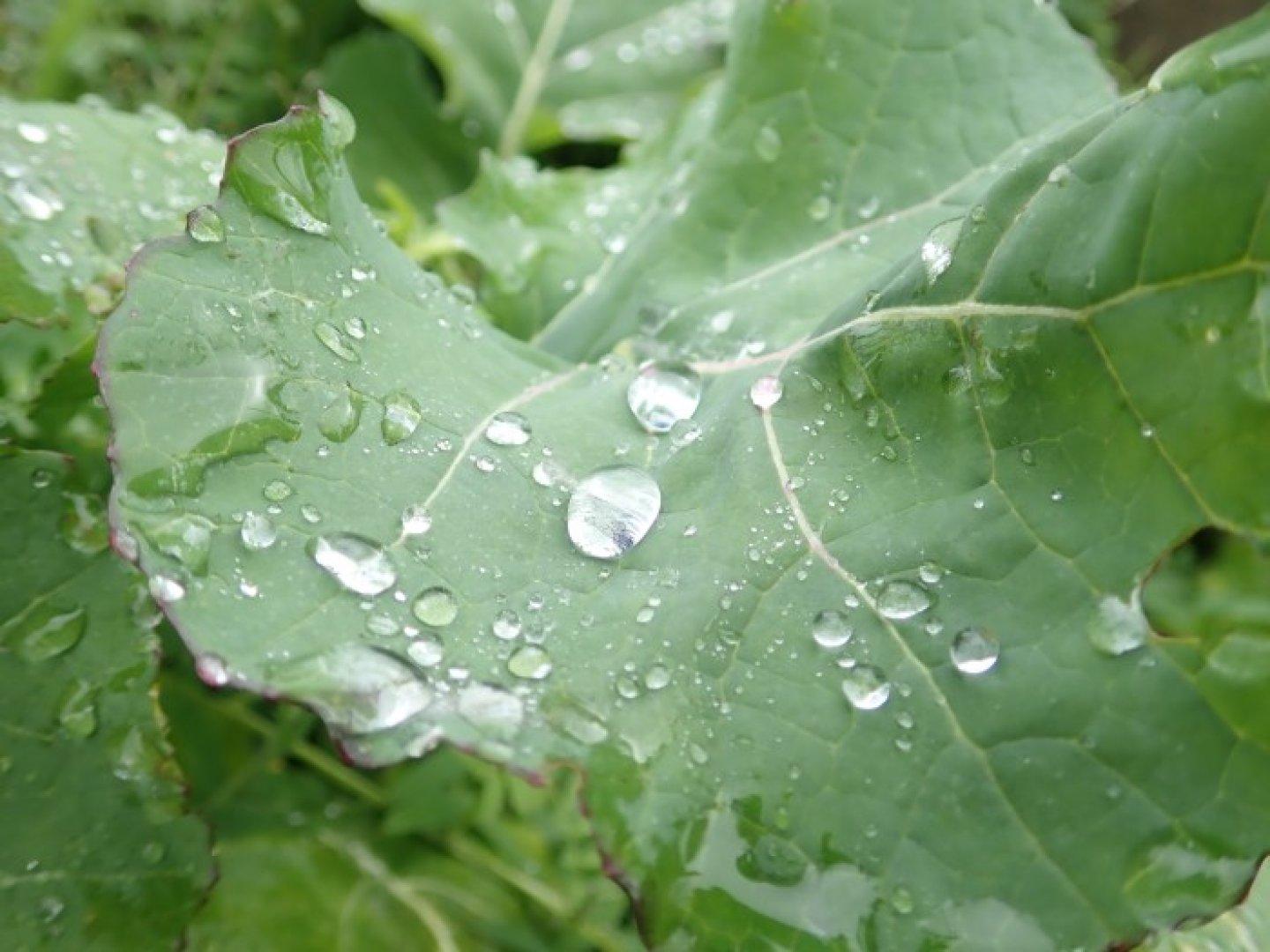 Rain Drops on Green Norabouna Leaf